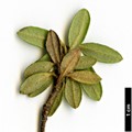 SpeciesSub: subsp. boreale